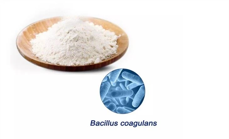 Bacillus coagulans 200b