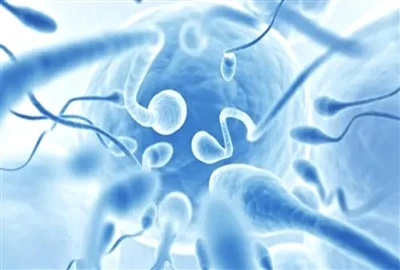 L. Reuteri aumenta a testosterona?