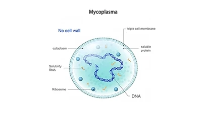A tuberculose por micoplasma é altamente prevalente. Aqui está uma estratégia...