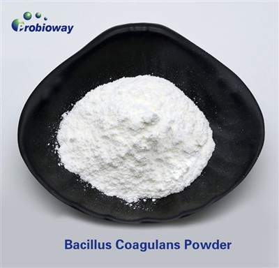 Qual é a temperatura operacional ideal para Bacillus Coagulans Powder no proc...